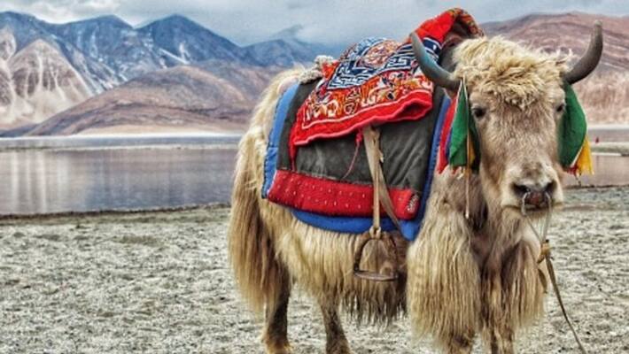 spying speculation over roaming Chinese yak in arunachal bsm spying speculation over roaming Chinese yak in arunachal bsm