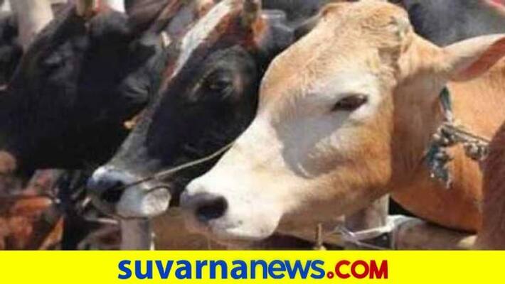 Radium Sticker to Cattle Horn in Uttara Kannada snr Radium Sticker to Cattle Horn in Uttara Kannada snr