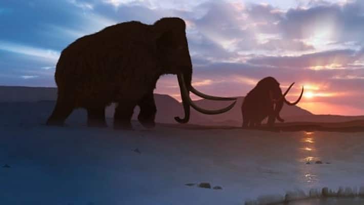 CIA to bring back woolly mammoth from extinction: All you need to know AJR CIA to bring back woolly mammoth from extinction: All you need to know AJR