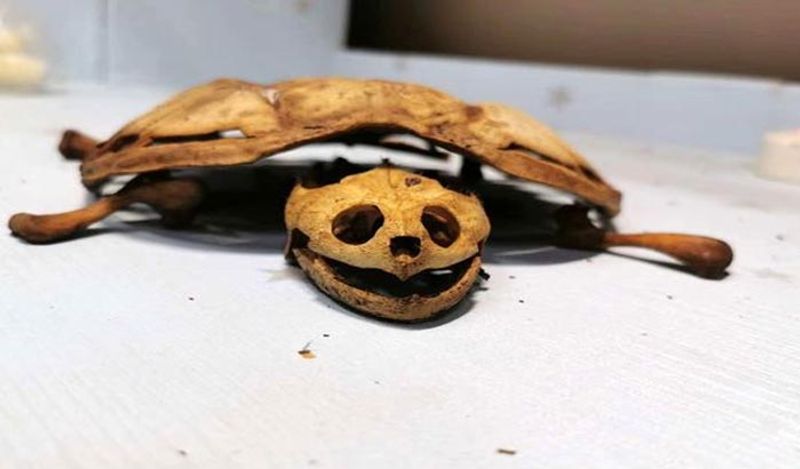Tortoise vaastu tips that brings peace and Prosperity