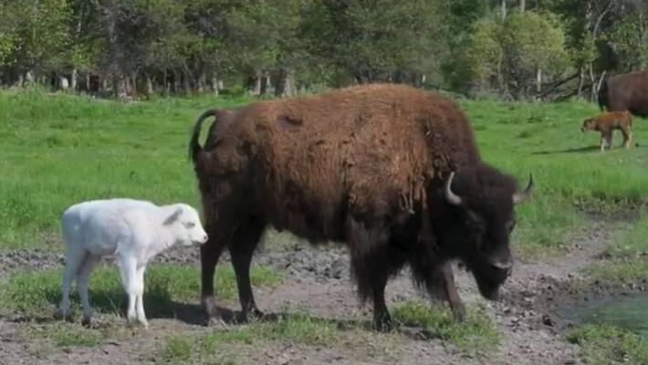 native americans of montana consider white buffalo as symbol of hope native americans of montana consider white buffalo as symbol of hope
