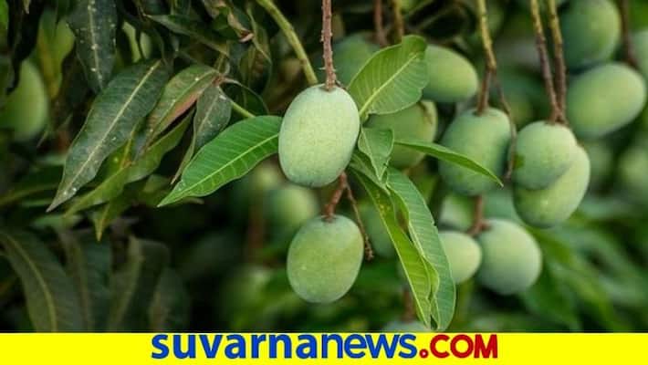 1 crore Worth Mango sold in Online Market From chikkaballapura snr 1 crore Worth Mango sold in Online Market From chikkaballapura snr