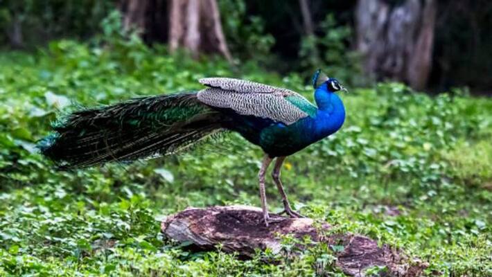 peacock population increasing in kerala peacock population increasing in kerala
