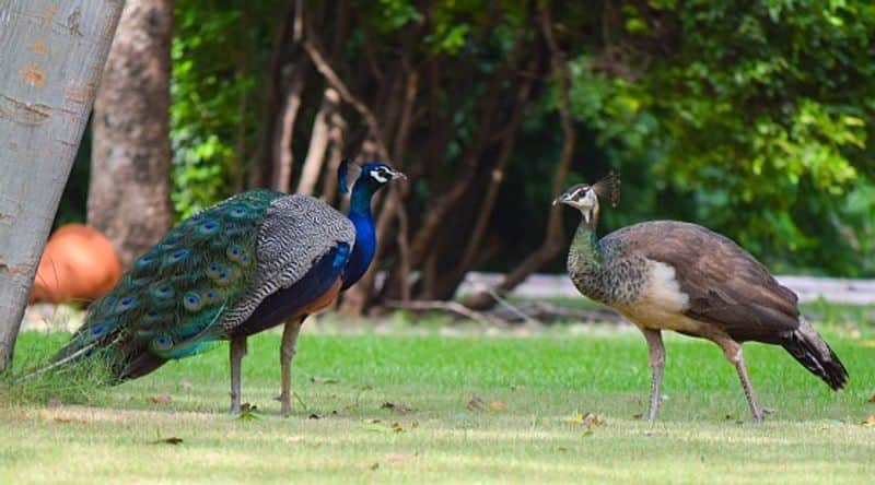 peacock population increasing in kerala