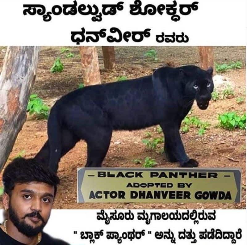 Kannada actor dhanveer gowda adopts Black panther in Mysore zoo for an year