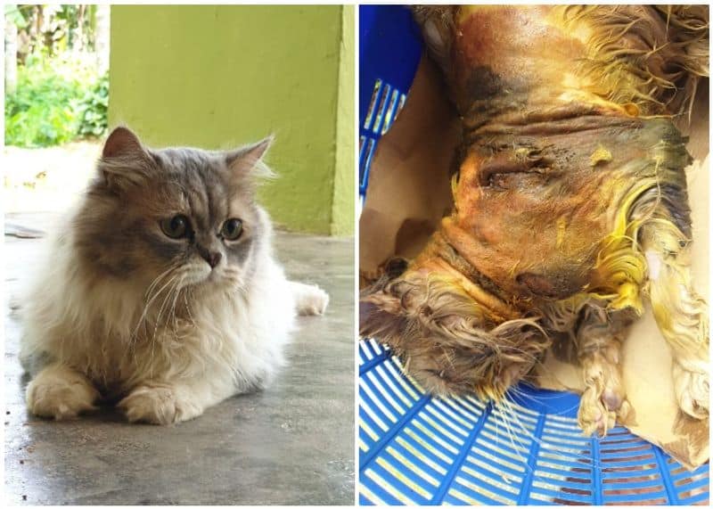 Cruelty to animals Pet cat burnt to death at kozhikode  case