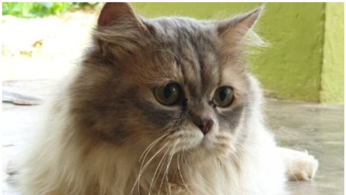 Cruelty to animals Pet cat burnt to death at kozhikode case Cruelty to animals Pet cat burnt to death at kozhikode case