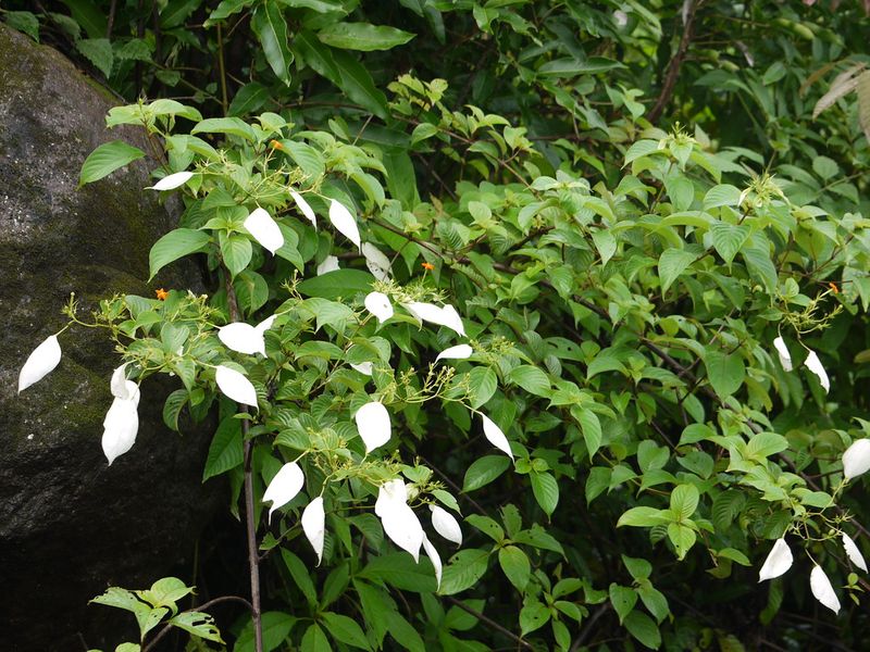 Healthy hair: Try these toxic-free shampoos made from flowers and leaves-snj
