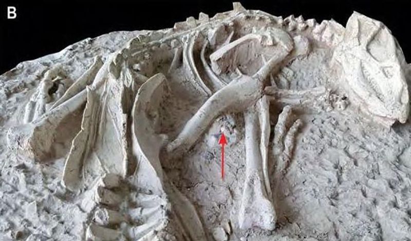 चीनी साइंटिस्ट्स ने इस प्रजाति का नाम "Changmiania liaoningensis" रखा है। चीनी भाषा में Changmian का मतलब हमेशा की नींद है। चूंकि ये फॉसिल इतने साल बाद मिला इसलिए इसे ये नाम दिया गया है। 