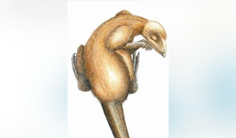इस डायनासोर के कंकाल को चीन के लिओनियंग के Paleontological Museum में ले जाकर रखा गया है। इस जगह पर बीते 20 सालों से मिले कंकाल को संभाला गया है। 