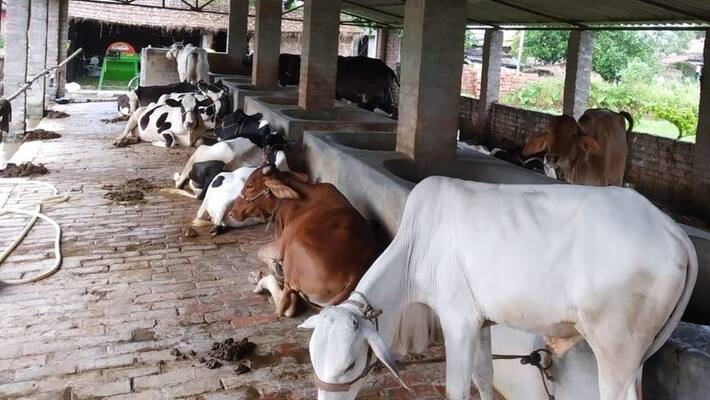 Goshala set up with six cows at Jagan residence in andhrapradesh Goshala set up with six cows at Jagan residence in andhrapradesh