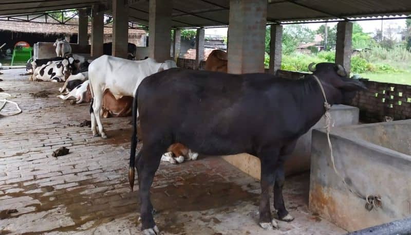 the news that cows are dying continuously due to a new mysterious disease that is spreading in cattle is causing fear