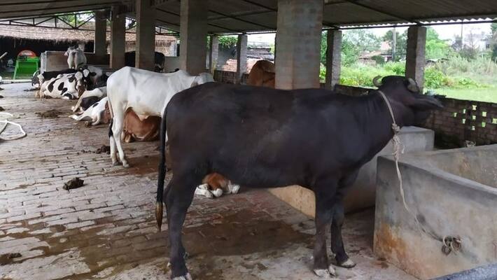 Cattle smuggling investigation cbi found huge property at Murshidabad ASB Cattle smuggling investigation cbi found huge property at Murshidabad ASB