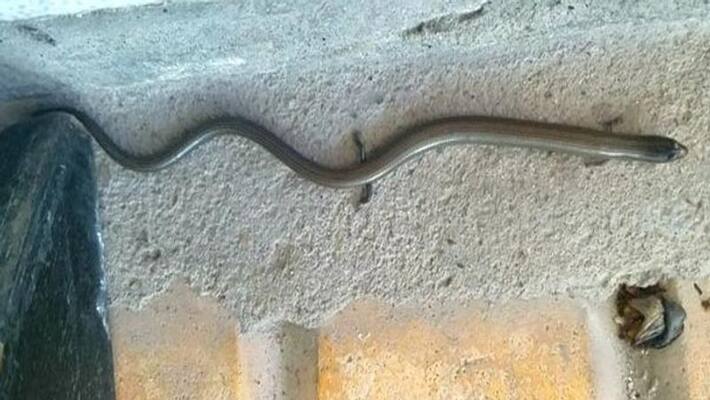 snakes with legs may return to earth kph snakes with legs may return to earth kph