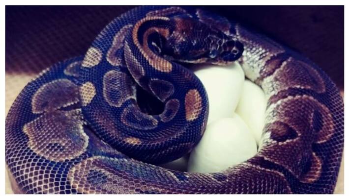 Scientists shocked when snake lays eggs 15 years after last seeing male BSS Scientists shocked when snake lays eggs 15 years after last seeing male BSS