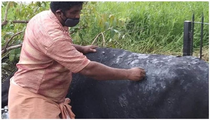 unknown people attack pregnant buffalo in kumarakom poured tarring mix on body