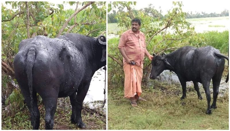 unknown people attack pregnant buffalo in kumarakom poured tarring mix on body