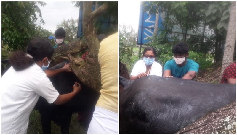 unknown people attack pregnant buffalo in kumarakom poured tarring mix on body