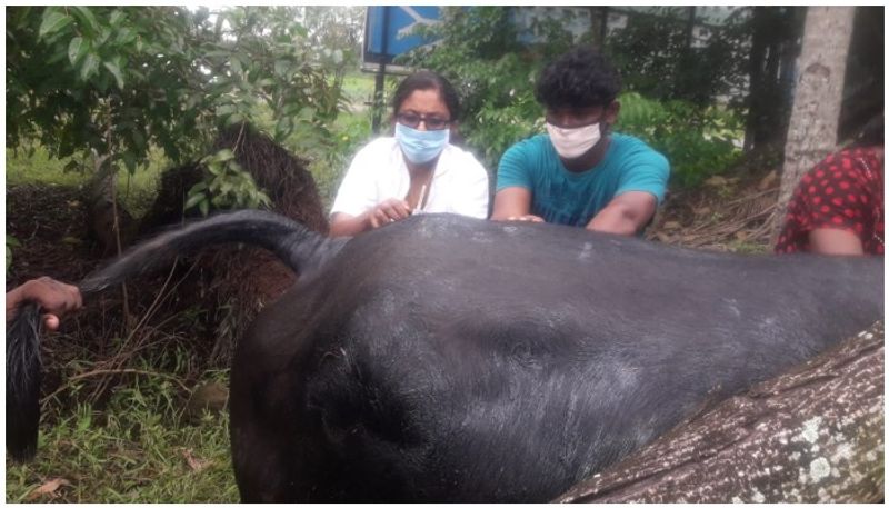 unknown people attack pregnant buffalo in kumarakom poured tarring mix on body