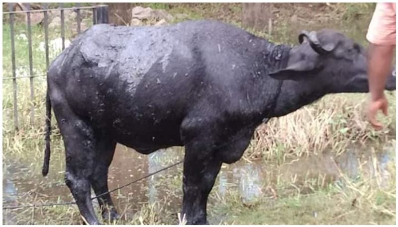 unknown people attack pregnant buffalo in kumarakom poured tarring mix on body
