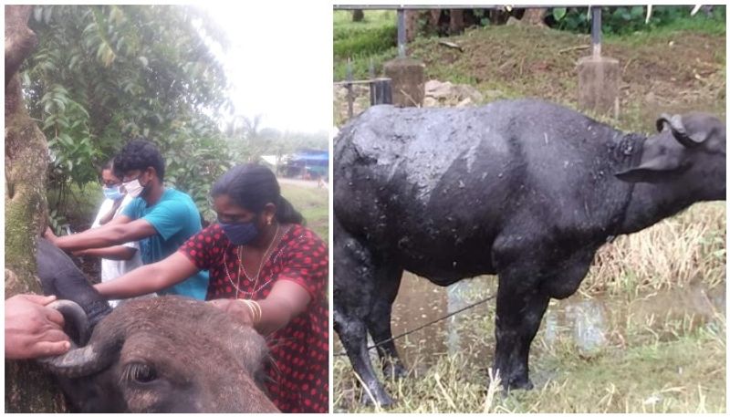 unknown people attack pregnant buffalo in kumarakom poured tarring mix on body