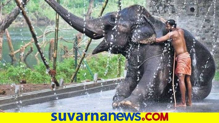 Dasara Elephants leave Nagarahole On October 1 snr Dasara Elephants leave Nagarahole On October 1 snr