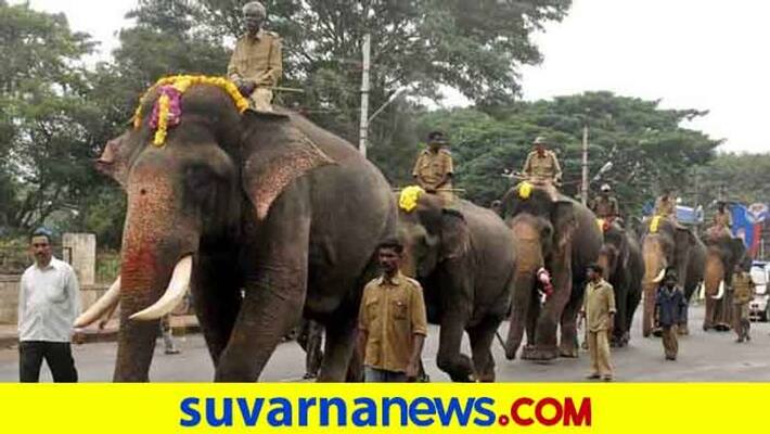 Mysuru Elephant send To Forest snr Mysuru Elephant send To Forest snr