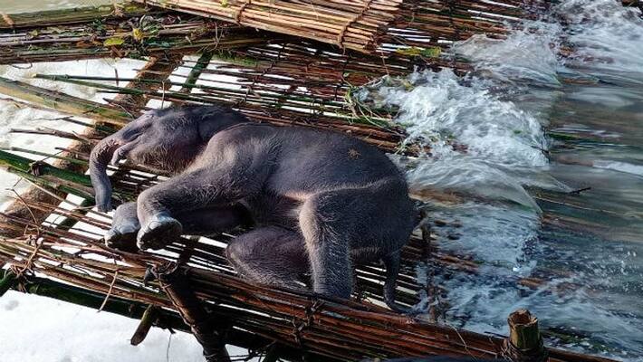 Elephant cubs body recovered from river at Midnapore ASB Elephant cubs body recovered from river at Midnapore ASB