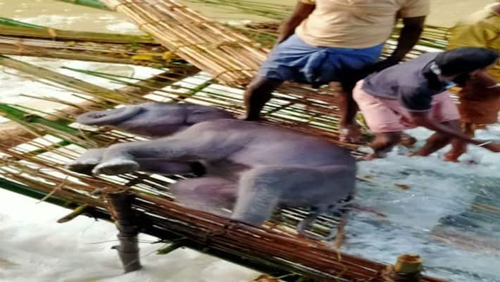 West Bengal: Carcass of elephant cub rescued by villagers from fishing net-dbr West Bengal: Carcass of elephant cub rescued by villagers from fishing net-dbr