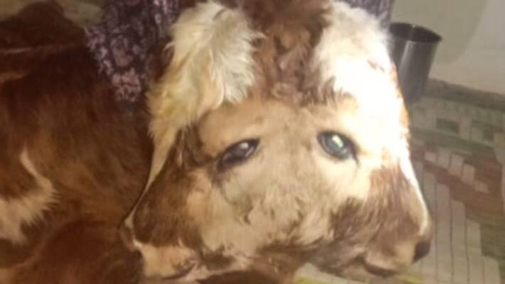 calf born with double head dies calf born with double head dies