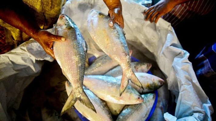 Bangladesh Padma Hilsa hit Kolkata markets on Mahalaya 2020 RTB Bangladesh Padma Hilsa hit Kolkata markets on Mahalaya 2020 RTB