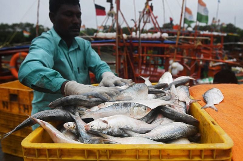 Bangladesh Padma Hilsa will come in Kolkata RTB