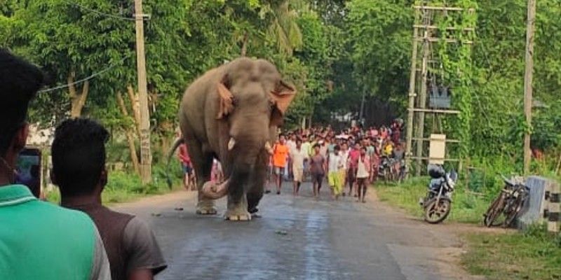 Elephant dies to drowning in Midnapore BTG