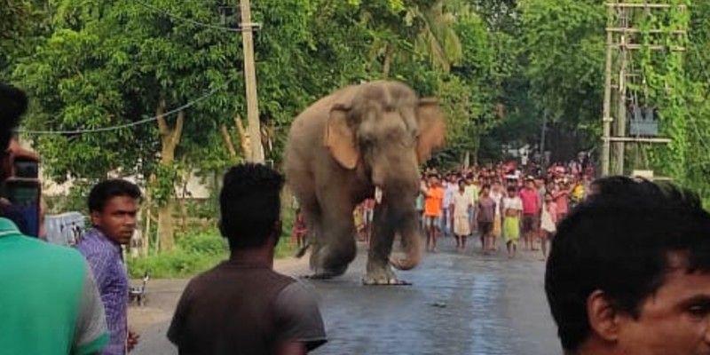 Elephant dies to drowning in Midnapore BTG