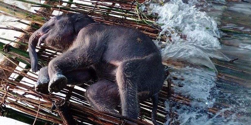 Elephant dies to drowning in Midnapore BTG