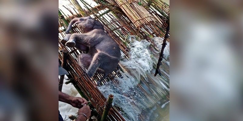 Elephant dies to drowning in Midnapore BTG