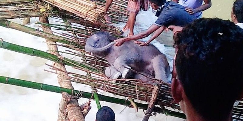 Elephant dies to drowning in Midnapore BTG