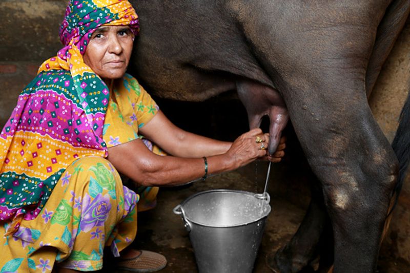 ಸಮಸ್ಯೆ ಇರುವುದೆಲ್ಲಿ..?: ಡೈರಿ ಫೆಡರೇಷನ್ಗಳು ಅಥವಾ ಹಾಲು ಒಕ್ಕೂಟಗಳು ಆಂಟಿ ಬಯಾಟಿಕ್ ಪರೀಕ್ಷೆಯನ್ನು ಸರಿಯಾಗಿ ನಡೆಸುತ್ತಿಲ್ಲ. ಇದರಲ್ಲಿ ಅಕ್ರಮ ನಡೆಯುತ್ತಿರುವುದನ್ನು ಅಧ್ಯಯನವು ಸಾಬೀತುಪಡಿಸಿದೆ.