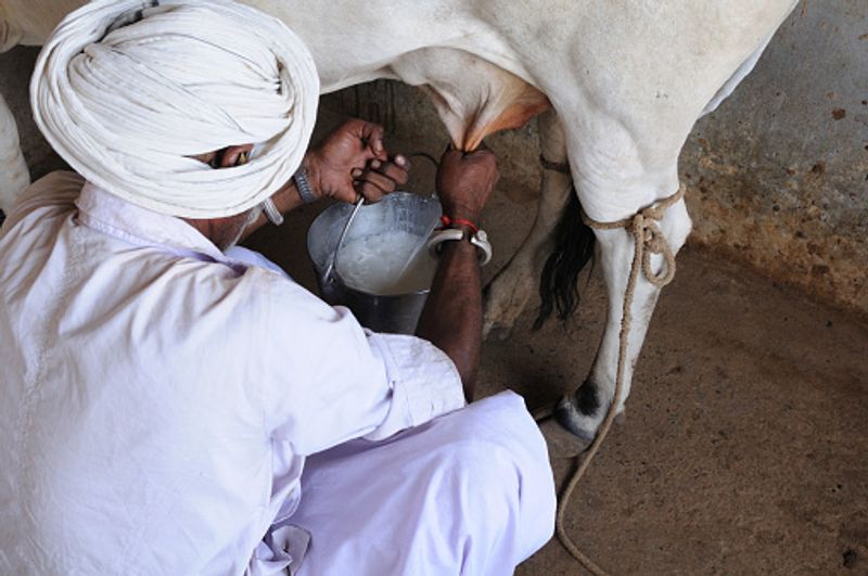 ಅಧ್ಯಯನದ ನಿಗಮನ: ಅಧ್ಯಯನದ ಪ್ರಕಾರ, ಭಾರತೀಯ ರೈತರು ತಮ್ಮ ಜಾನುವಾರುಗಳಲ್ಲಿ ಬೇಕಾಬಿಟ್ಟಿಯಾಗಿ ಆ್ಯಂಟಿಬಯಾಟಿಕ್ ಬಳಸುತ್ತಿದ್ದಾರೆ. ಹಲವು ಸಲ ಯಾವುದೇ ವೈದ್ಯರ ಮಾರ್ಗದರ್ಶನ ಅಥವಾ ಡೋಸೇಜ್ ಸಲಹೆಯಿಲ್ಲದೆ ಬಳಸುತ್ತಿರುವುದು ಕಂಡು ಬಂದಿದೆ.