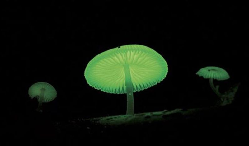Sanjeevani herb mountain with lightning mushrooms found in Goa shines from far away at night kph