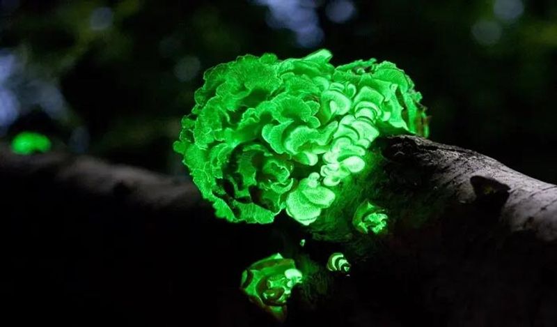 Sanjeevani herb mountain with lightning mushrooms found in Goa shines from far away at night kph