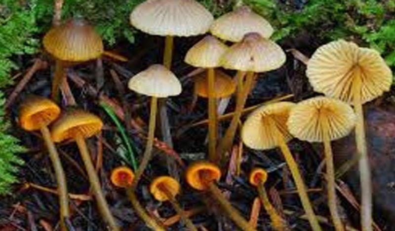 Sanjeevani herb mountain with lightning mushrooms found in Goa shines from far away at night kph