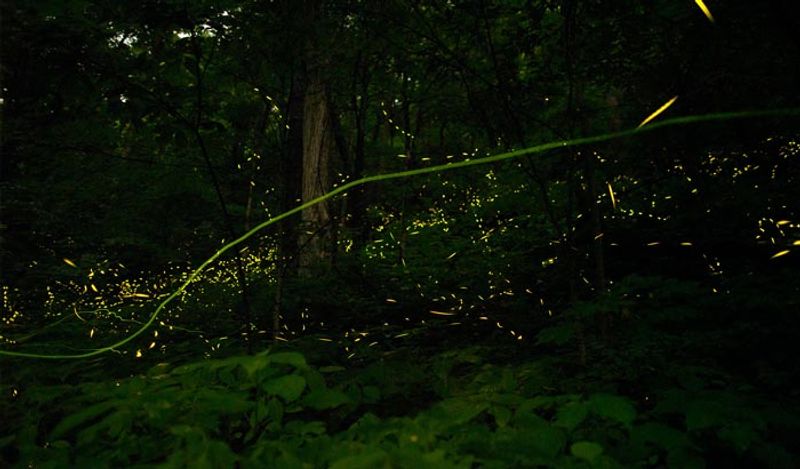 Sanjeevani herb mountain with lightning mushrooms found in Goa shines from far away at night kph