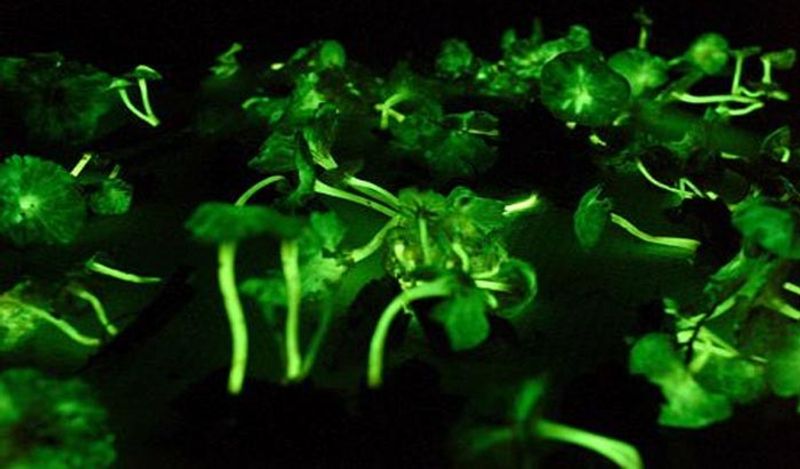 Sanjeevani herb mountain with lightning mushrooms found in Goa shines from far away at night kph
