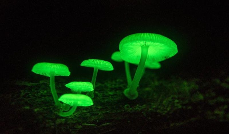 Sanjeevani herb mountain with lightning mushrooms found in Goa shines from far away at night kph