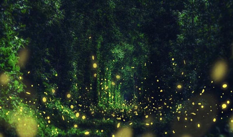 Sanjeevani herb mountain with lightning mushrooms found in Goa shines from far away at night kph