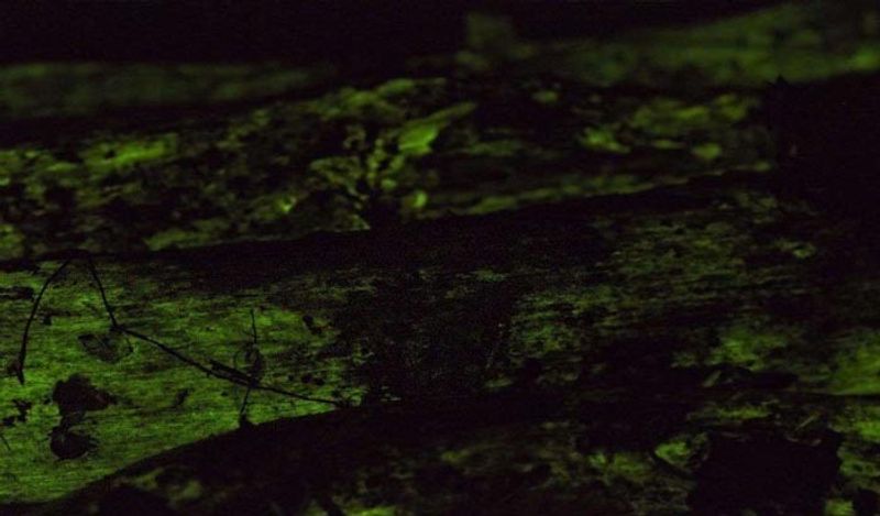 Sanjeevani herb mountain with lightning mushrooms found in Goa shines from far away at night kph