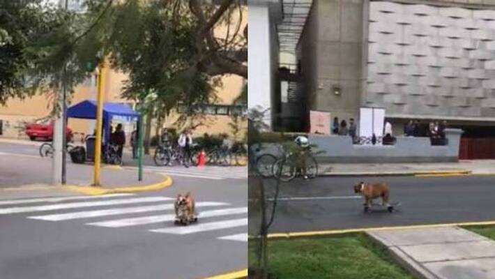 Dog skateboards on a street viral video Dog skateboards on a street viral video