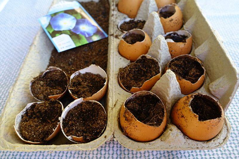 eggshell gardening tips