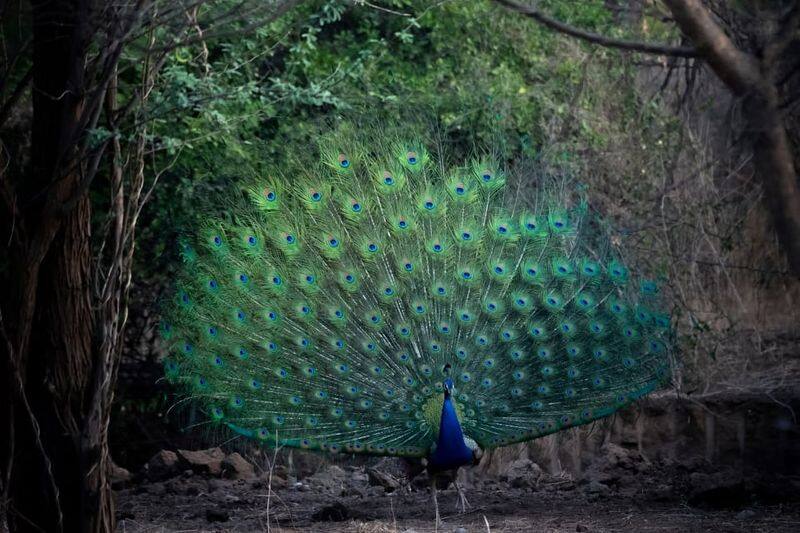 peacock population increasing in kerala